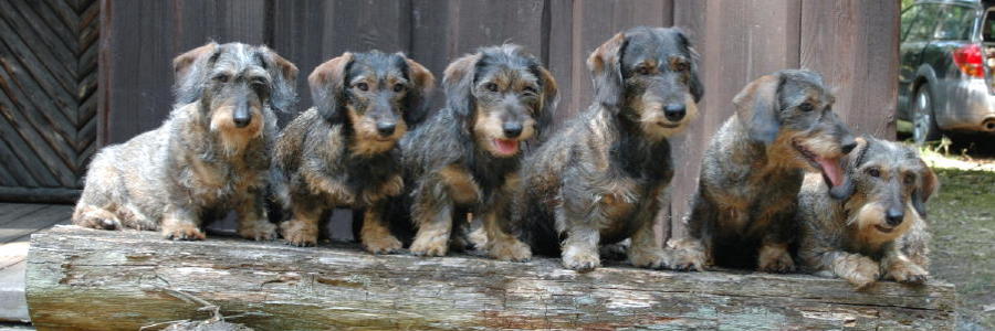Mara, Diva, Donnerlüttchen, Baron, Ally und Bibbi (Jagdhütte Klietz 2010)