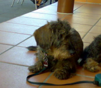 Hexe (Wanda vom Leinpfad)