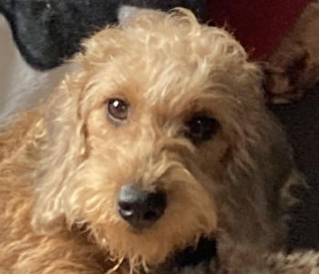 Pepper (Das Steifftierchen)