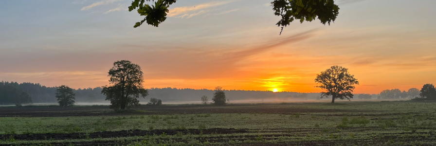Sonnenuntergang im Revier