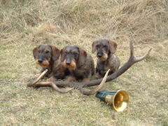 Ally, Mara & Hexe mit Abwurfstange