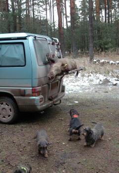 Wildtransport