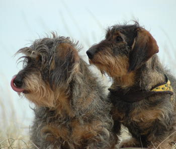Bibbi & Diva