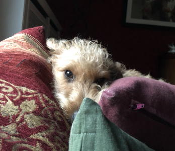 Pepper